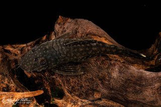 Ancistrus sp. (L349)