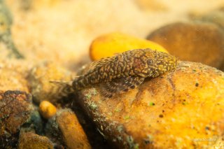 Ancistrus sp. (L352)