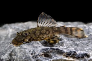 Ancistrus sp. (L519)