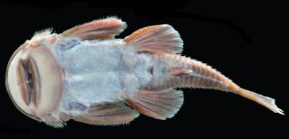 Andeancistrus platycephalus