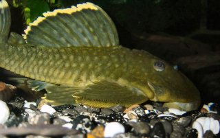 Baryancistrus chrysolomus