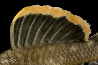 Baryancistrus chrysolomus