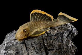Baryancistrus chrysolomus