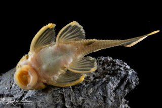Baryancistrus chrysolomus