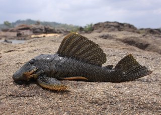 Baryancistrus xanthellus