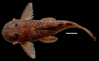 Chaetostoma anale