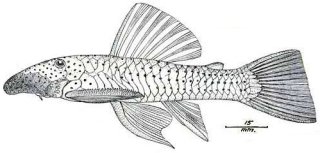 Chaetostoma anale