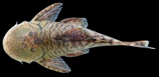 Chaetostoma branickii