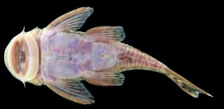 Chaetostoma branickii