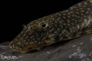 Chaetostoma dorsale