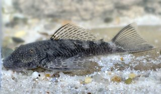 Chaetostoma dorsale