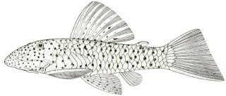 Chaetostoma milesi