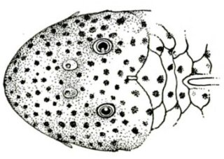 Chaetostoma milesi