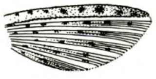 Chaetostoma milesi
