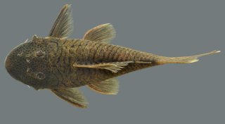 Chaetostoma orientale