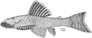 Chaetostoma patiae