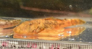 Chaetostoma platyrhynchus