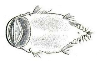 Chaetostoma platyrhynchus