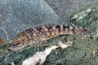 Chaetostoma sacramento