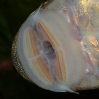 Chaetostoma sacramento