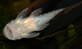 Chaetostoma sacramento
