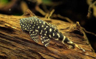 Chaetostoma sacramento