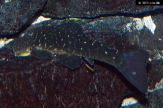 Chaetostoma sacramento