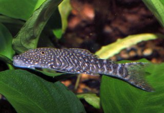Chaetostoma sacramento