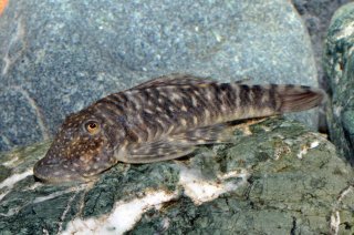Chaetostoma sacramento