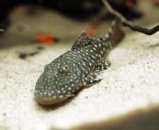 Chaetostoma sacramento