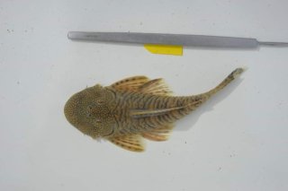 Chaetostoma sovichthys