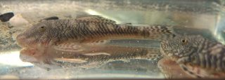 Chaetostoma sp. (6)