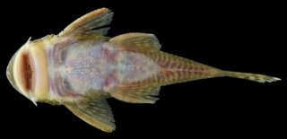 Chaetostoma thomsoni