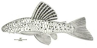 Chaetostoma vagum