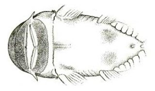 Chaetostoma vagum