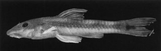 Common member of the genus Curculionichthys