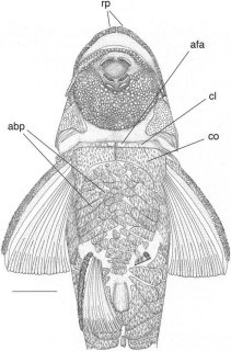 Curculionichthys insperatus