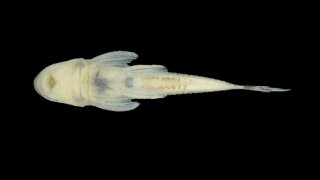 Curculionichthys itaim