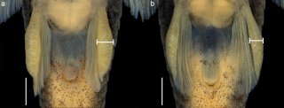 Epactionotus advenus