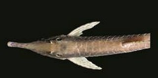Farlowella azpelicuetae