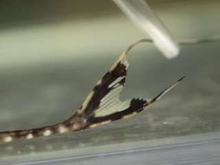 Farlowella nattereri