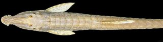 Farlowella yarigui