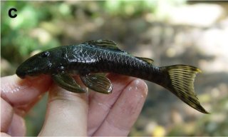 Guyanancistrus brevispinis