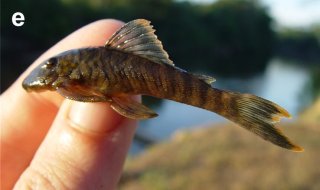 Guyanancistrus brevispinis