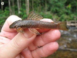 Guyanancistrus nassauensis