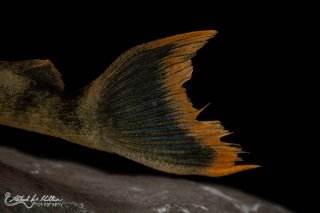 Hemiancistrus guahiborum