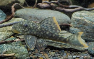 Hemiancistrus guahiborum