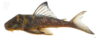 Hemiancistrus sp. (L476)