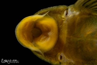 Hemiancistrus subviridis
