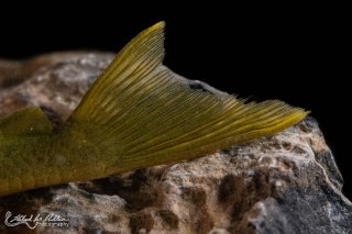 Hemiancistrus subviridis